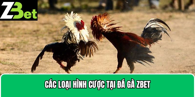 Ba ô cược có tại sảnh đá gà