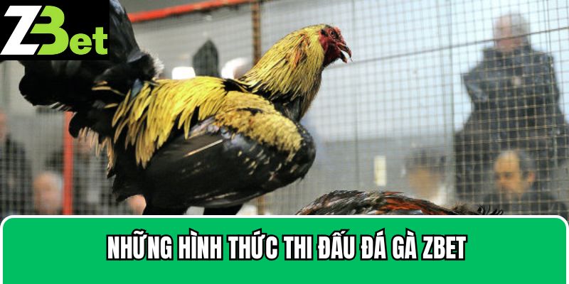 Điểm danh những hình thức đá gà Zbet hiện nay