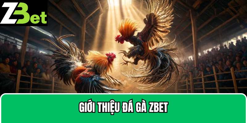 Chi tiết về đá gà Zbet nổi tiếng